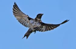 Purple Martin Adult male Purple Martin The Purple Martin is the largest swallow in North America.
