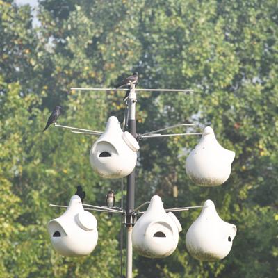 Standard gourds for nesting Purple Martins Housing for Purple Martins should be built to last and easy to maintain Wood should have a natural, unpainted interior The exterior of the house and the