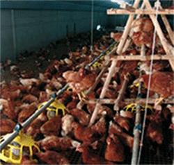 Train the birds in rearing Floor system : Access to perches