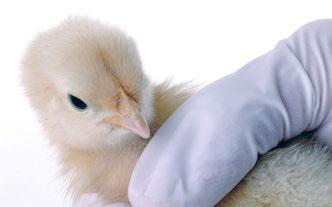 Pullet Coccidiosis Vaccine Management Coccidiosis is a disease that affects pullets and leads to decreased growth, feed conversion, and uniformity, as well as a temporary decrease in egg production