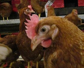 Monitoring Layer Body Weights Maintaining a schedule of weighing laying hens, starting in the first week after transfer and every second week through peak production, is one of the keys to