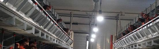 Lighting in the Layer Barn O L IGHT Lighting programs are set up to help bring your flock into maturity, achieve adequate body weight, and optimize egg production and egg size in the lay barn.