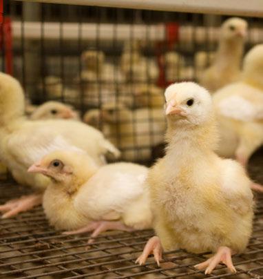 Pullets Feeding Program Body Weights Barn Management Brooding Temperatures Lighting & Ventilation Space Requirements