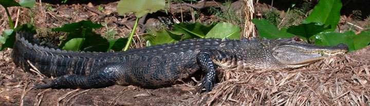 Species Potentially at Risk Amphibians, lizards,