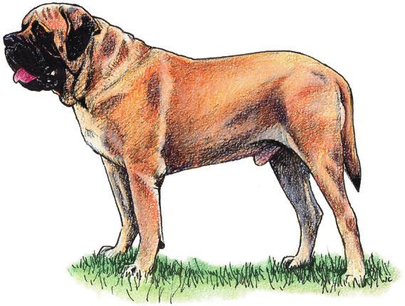 Mastiff Pekingese Loose skin and wrinkling are the chief features of the breed resulting in clinical problems.