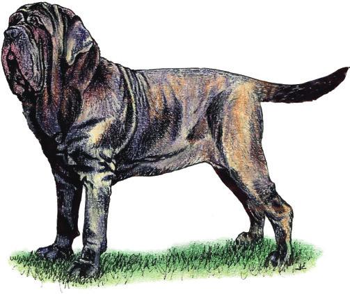 Clear evidence of previous eyelid surgery to correct a conformational defect Hind limb ataxia (uncoordinated movement) Signs of dermatitis in the skin folds Neapolitan Mastiff A breed associated with