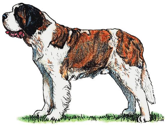 St Bernard Skin folds around the head are a principal concern, resulting in poor eyelid conformation.