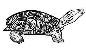 Turtles, Terrapins, and Tortoises What is the difference between a turtle, a terrapin, and a tortoise? In the U.S., they are all called turtles, but there are differences.