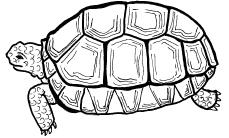 Tortoises usually have high domed shells and legs that resemble the legs of elephants. They eat plants and grow very slowly.