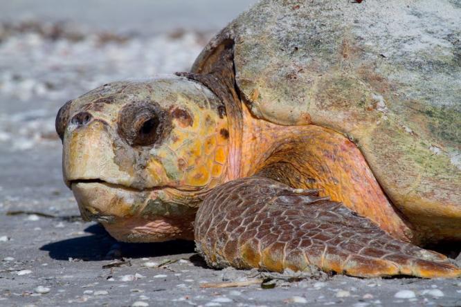 Both the loggerhead and the green nest counts for Sanibel surpassed previous records.