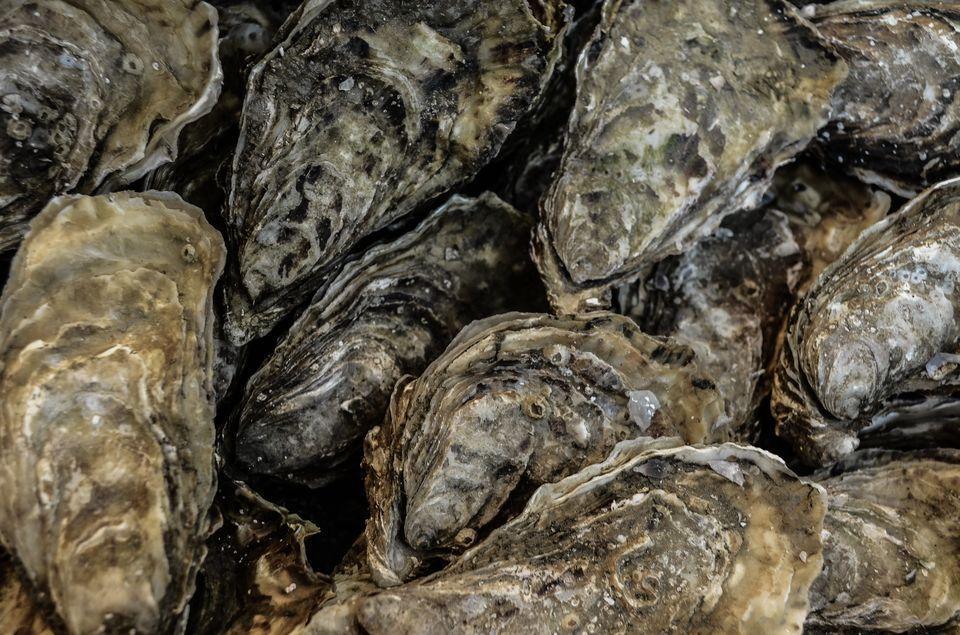 Oysters Scientific