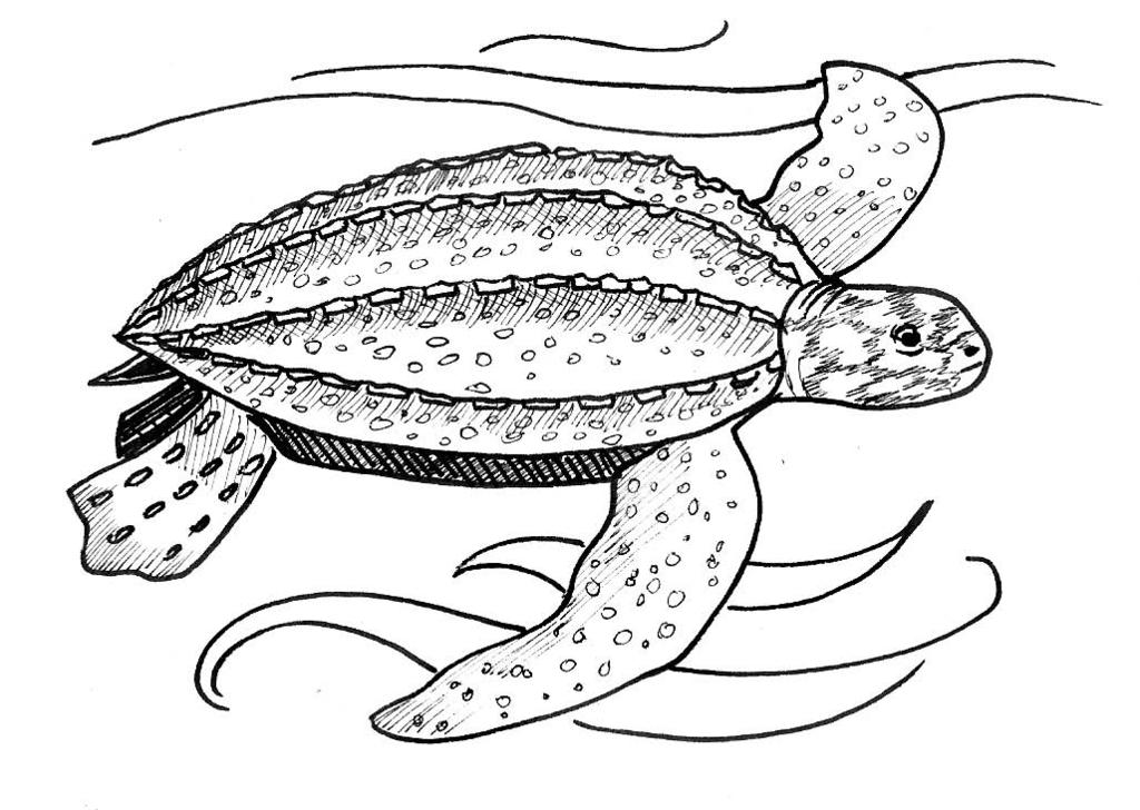 There are eight different species of sea TURTLES alive today: The Leatherback (Dermochelys coriacea) is exploited for eggs.