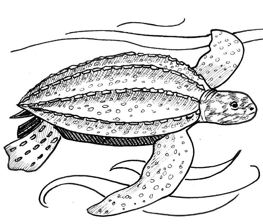 Student Worksheet 7a - research 1/3 2. The Loggerhead (Caretta caretta) has an anti-tropical distribution. It is found in Northern and Southern Indian Ocean, Australia, Japan and the Southeastern US.