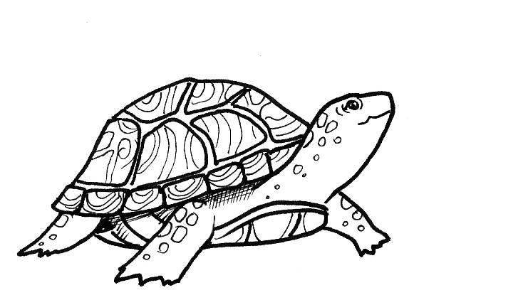 KOKOM ANNIE S JOURNAL Turtle stories and teachings Kokom Annie - the 7th challenge will be a difficult one. You will need to find a helper.
