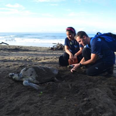 This project has helped not only the sea turtles nesting on the beach, but diverse wildlife that depend on the area as a habitat.