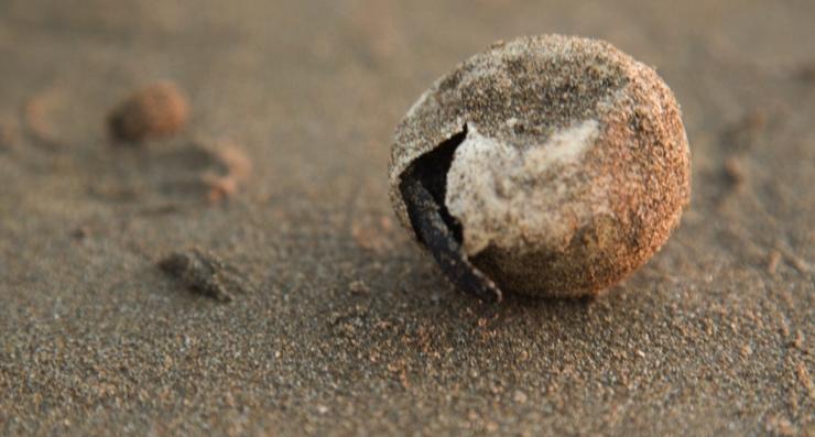 Threats Protecting Corozalito s Nesting Habitat Egg Poaching Egg poaching is still a prominent threat to Corozalito s sea turtle nesting
