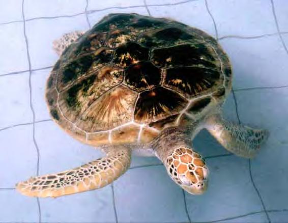 Characteristics: The Green Turtle Biggest marine turtle with a solid shell. Length of shell up to 1,4 m, weight up to 250 kg possible!