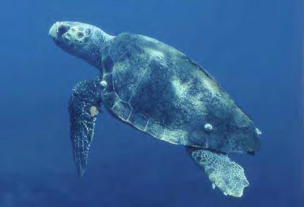 Characteristics: The Loggerhead Turtle Shell up to 1 m length. Weight up to 130 kg.