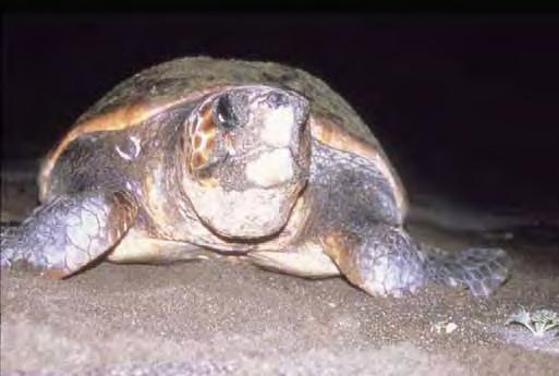 The Loggerhead Turtle Their nesting areas are far away from the equator: north or south from the tropic of