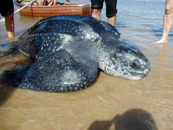 The Leatherback Turtle Biggest marine turtle: Shell up to 2 m and a total