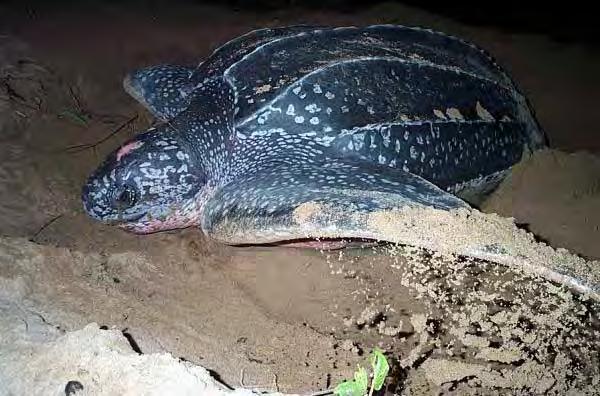 Characteristics: The Leatherback Turtle 7 streamlined