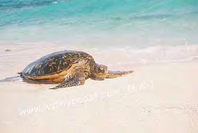 ...this are marine turtles! All species can live in the open ocean.