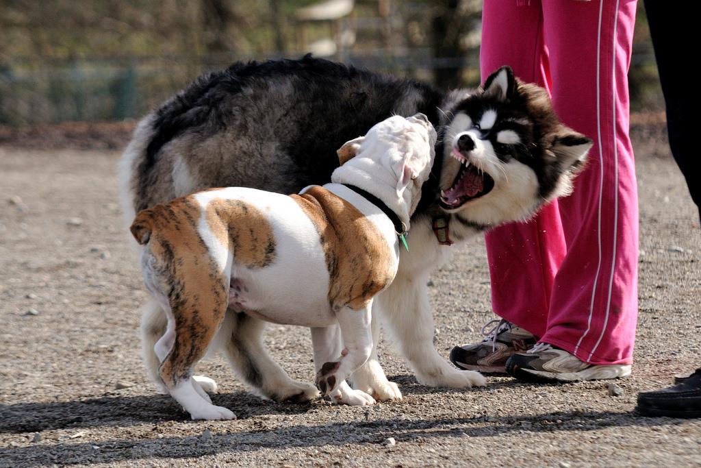 But when the wrong dogs collide and