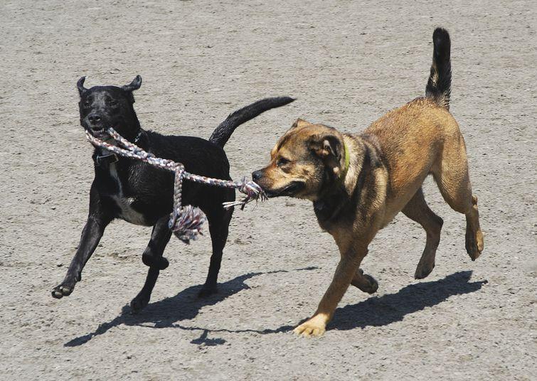 v Competitive exchange, arousal rising Dogs face-off it s mine!