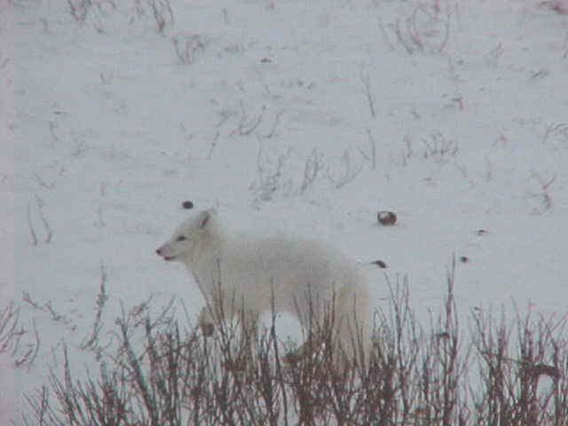 There's an arctic fox