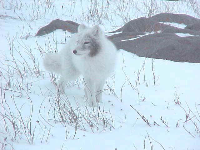 An arctic fox going through the