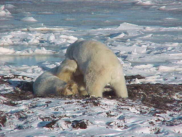 A couple of young polar bear males wrestling