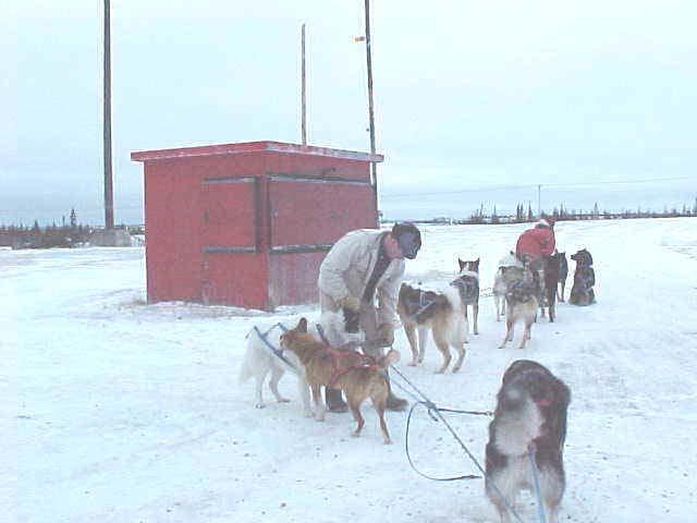 John and Shelly Stetson-famous American dogsledders-prepare their dogs for a "wheel-sled" full of passengers.