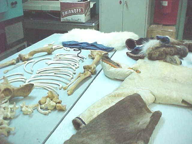 A collection of polar bear bones, and animal skins made into outfits (at CNSC).