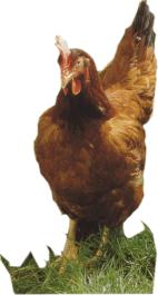 Redco or Blacktail A hybrid breed of Rhode Island Red and Sussex types Feather colour: chestnut with black tail
