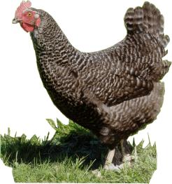 125-135 g Average egg weight: 63 g Egg shell colour: brown Coucou Maran A hybrid breed of Marans Coucou Argenté