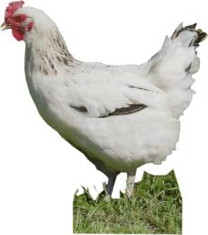 Sussex A hybrid breed of Sussex and Rhode Island Feather colour: white with black markings on the neck and black tail and wing tips Average body