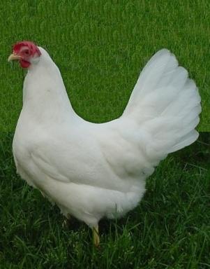 White White is a modern White Leghorn hybrid Feather colour: white Bird temperament: very docile Average body weight at 18 weeks: 1.200 to 1.300 kg Average body weight at end of production: 1.