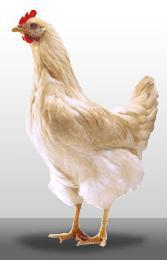 Silver or Amber Link Silver is very robust and especially suited to organic and free range systems Feather colour: white Bird temperament: very docile Average body weight at 20 weeks: 1.