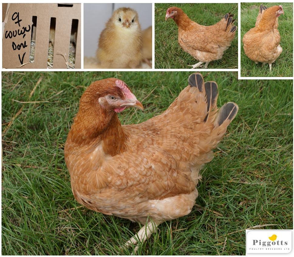 Introducing the Golden Coucou, a new attractively coloured hybrid for the domestic poultry keeper Feather colour: Light and dark brown crimping with black tail, wing and hackles.