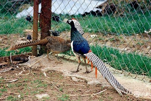 ORNAMENTAL PHEASANTS Mostly used by hobby farmers for yard decoration, but can