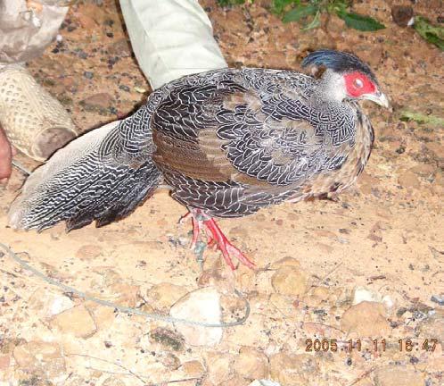 Table 3 Summary information from the trapping survey undertaken within the Phnom Bokor area, South Cardamom Mountains, Southwest Cambodia during 3 rd to 12 th November 2005 Species Chinese Francolin