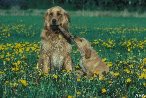 KEYS TO SUCCESS IN A MULTIDOG HOUSEHOLD Physical control Verbal control