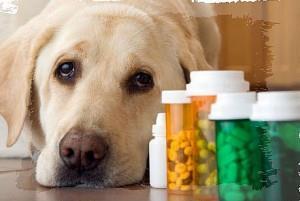 MEDICATION Reduce anxiety Reduce reactivity Help dogs reach a state where they are