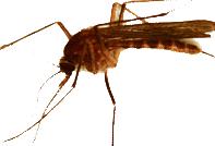 Mosquito-borne diseases Eastern Equine Encephalitis One of the most