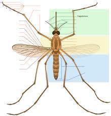 Mosquito Species 45 mosquito