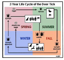 Discussion Increase in Lyme disease reports in 2009 Moisture conditions in 2007 Increased nymph survival PHDI July of 2006 is