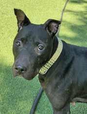 I m a housetrained, leashtrained sweetheart named Rosco and I d love to be part of your family!