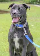 If you would like to meet me, call Jackie at 910-523-9719. My name is Maisy and I m a total sweetheart!! I know my basic commands, walk great on a leash, and am already housetrained.