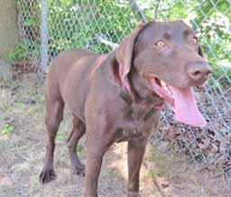 I know basic commands, I m affectionate and I love attention. I weigh 73 pounds and would love a fenced yard to play in and get exercise.