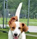 Though folks here at the shelter love a good Hound song, many adopters have passed me by without even giving me a chance. Once I am out of my kennel and out in the sunshine, I m a happy-go-lucky pup.